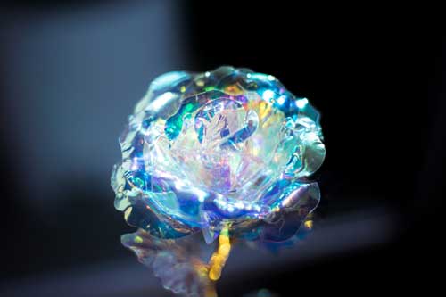 100円ショップ 薔薇 花 写真 オーロラローズ