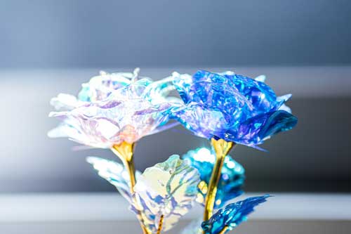 100円ショップ 薔薇 花 写真 オーロラローズ