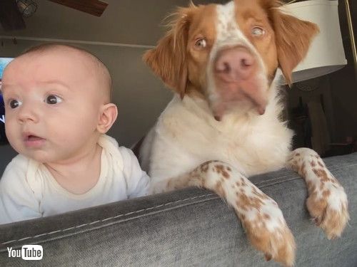 「Dog and Baby Look Out Window Together || ViralHog」