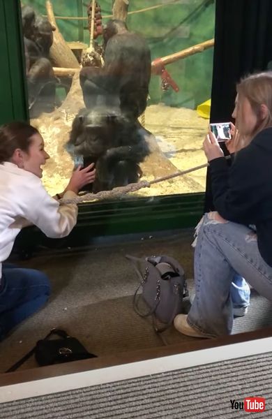 チンパンジーの賢さに驚く少女たち