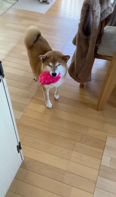 あそぼう柴犬