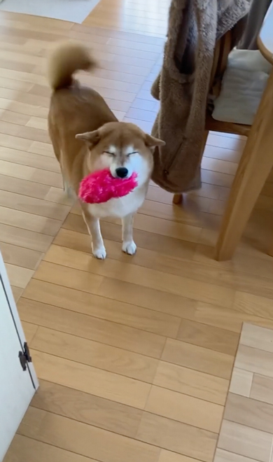 飛行機耳の柴犬