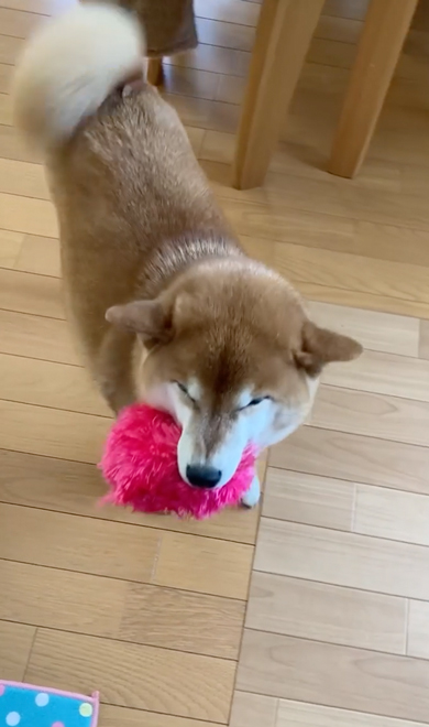 尻尾をぶんぶん