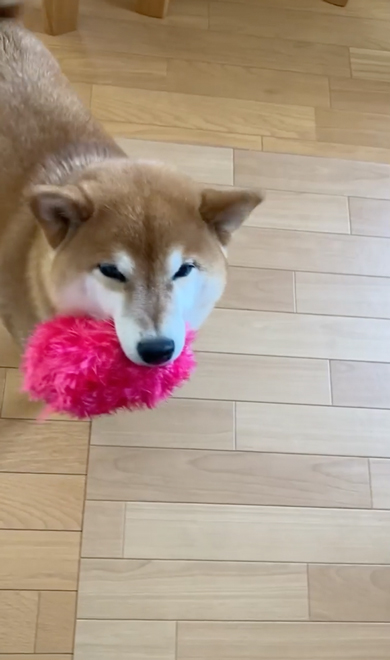 やっと飼い主さんの元へ