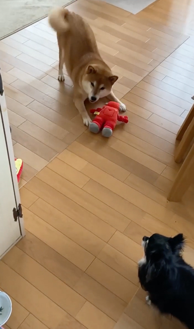 ミニ先輩とすずちゃん