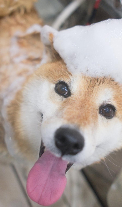 お風呂に入る柴犬