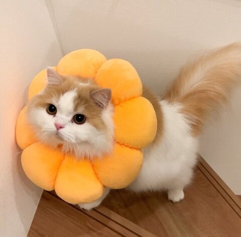 エリザベスカラーつけてる