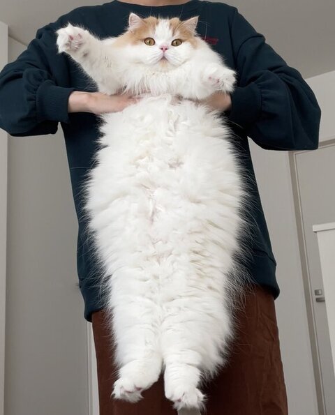 持ち上げられてるレモンくん