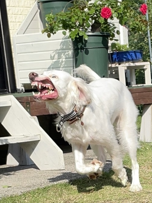 今日もかわいいワンちゃん