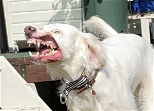 ワンコのアップ画像