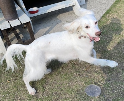 今日もかわいいワンちゃん