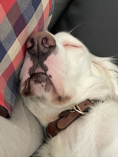 今日もかわいいワンちゃん