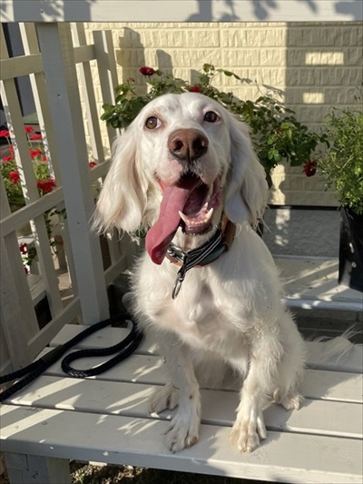 今日もかわいいワンちゃん