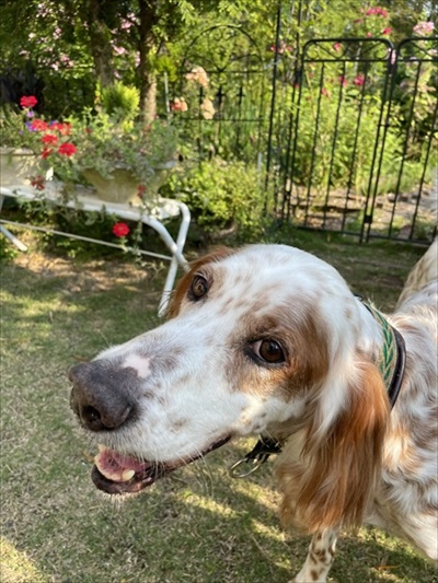 今日もかわいいワンちゃん