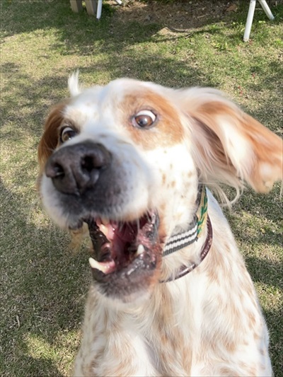 今日もかわいいワンちゃん