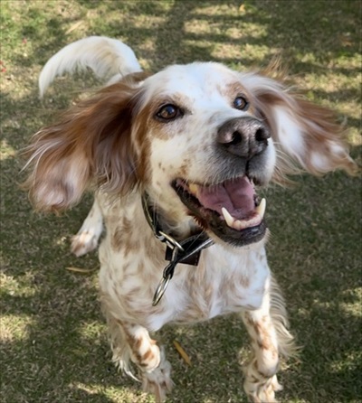 今日もかわいいワンちゃん
