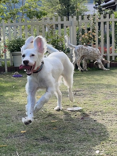 今日もかわいいワンちゃん