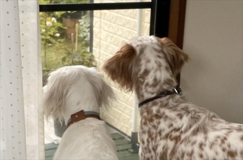 今日もかわいいワンちゃん