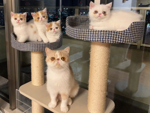 きなこママさんファミリー