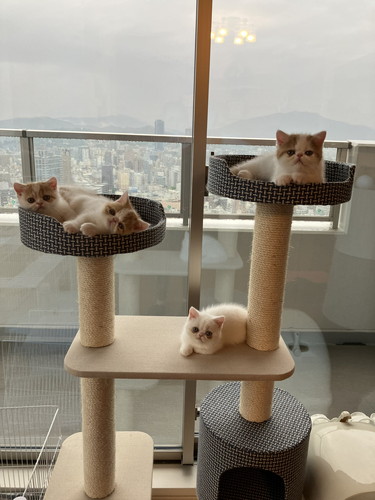 きなこママさんファミリー