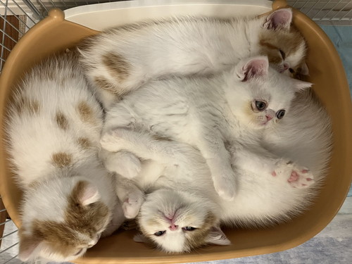 きなこママさんファミリー