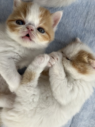 きなこママさんファミリー