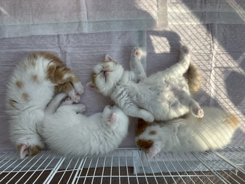 きなこママさんファミリー