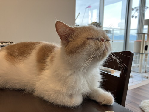 きなこママさんファミリー