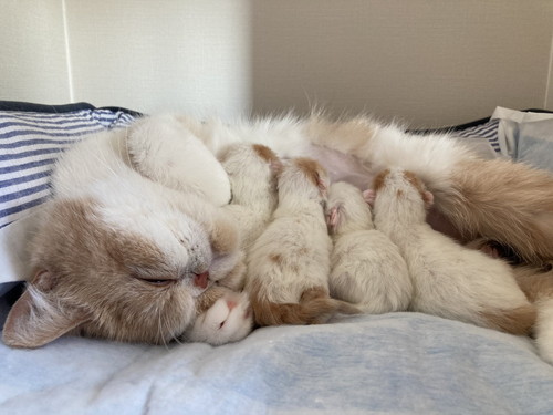 きなこママさんファミリー