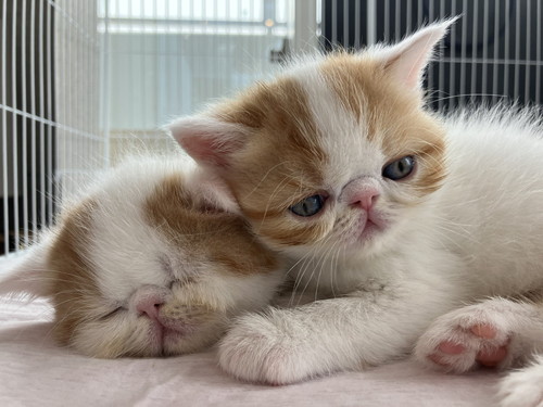 きなこママさんファミリー