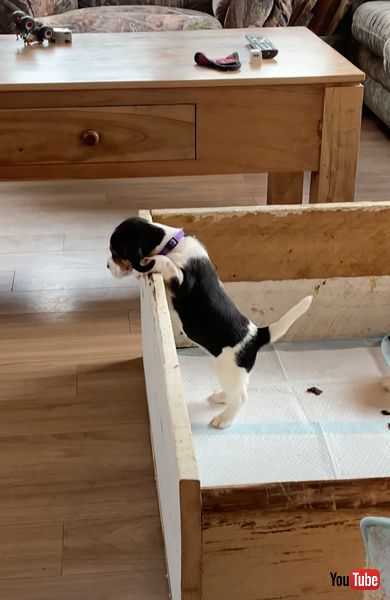 鳴いている子犬