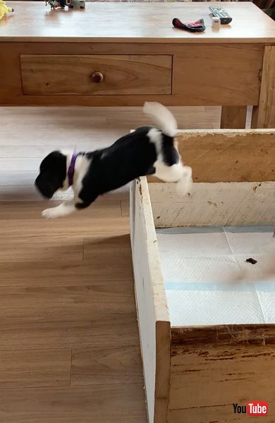 柵を飛び越える子犬