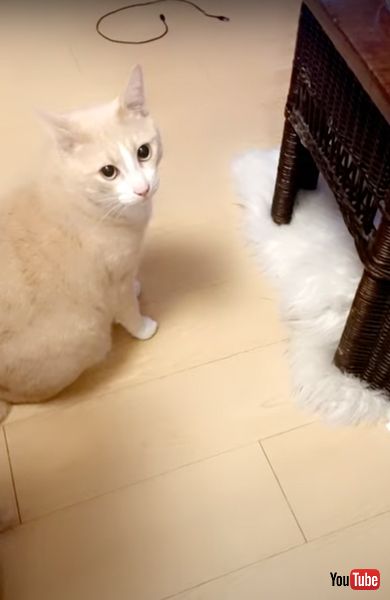 飼い主を見つめる猫