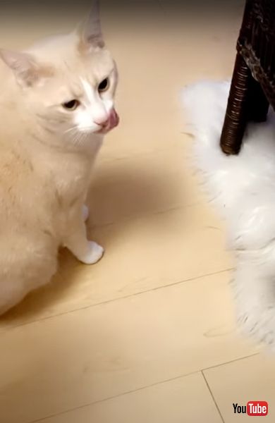 舌なめずりする猫