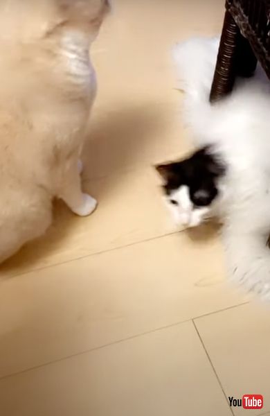 ラグから飛び出てきた猫