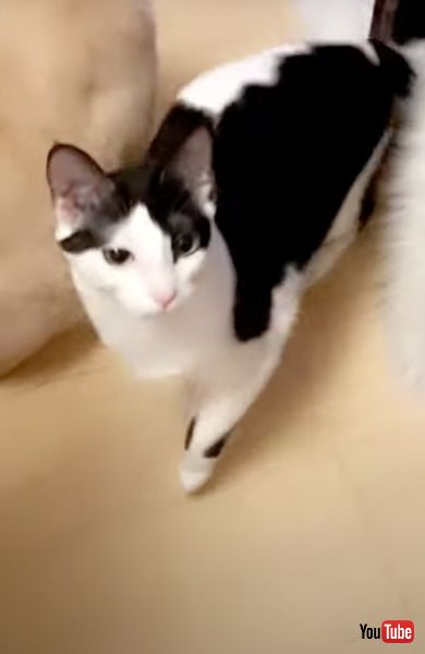 おやつをねだる猫