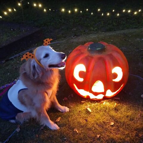 ハロウィーン