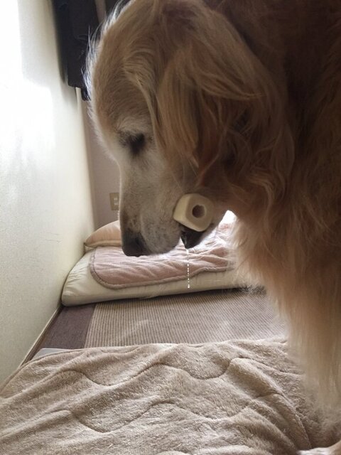 ヨダレ垂らしてる