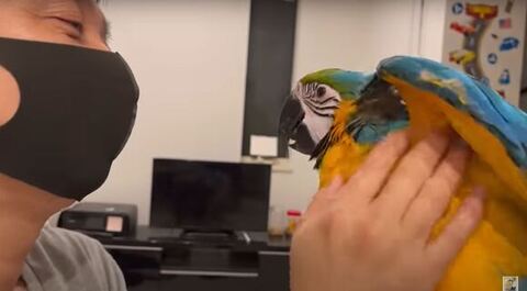 羽を広げてる
