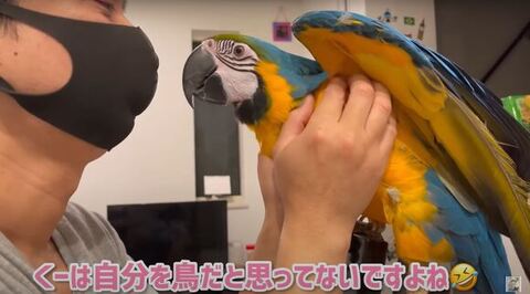羽の下なでられて顔を突き出してる