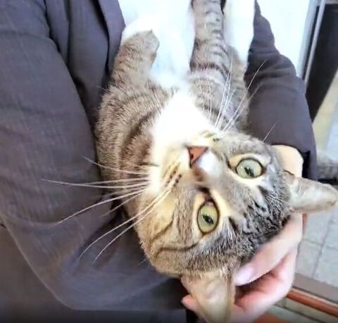 カメラ目線