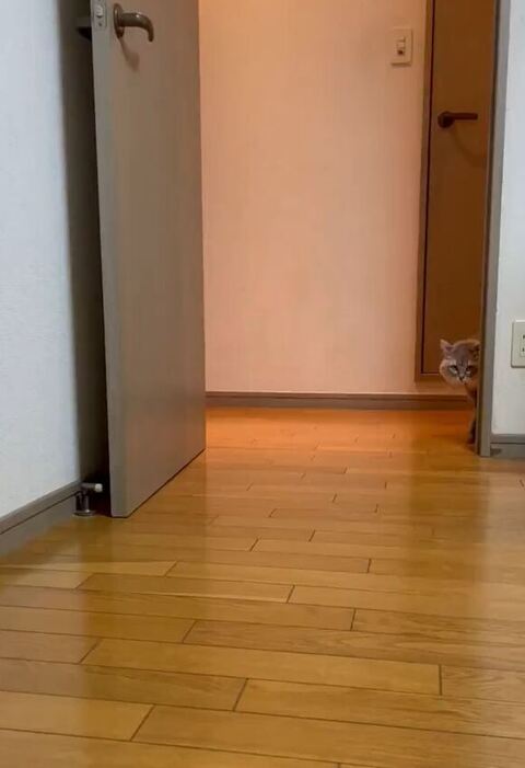 顔をのぞかせてる
