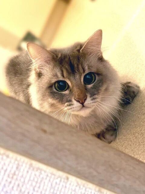 普通の写真