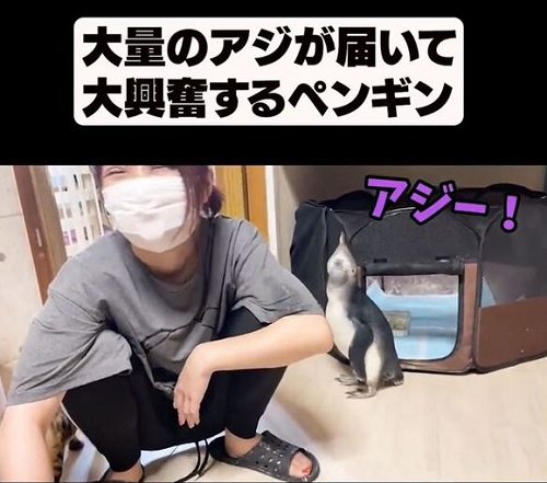 アジとペンギン