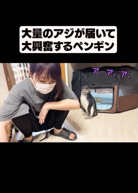テンション高いペンギン