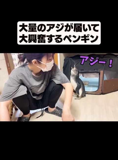叫ぶペンギン
