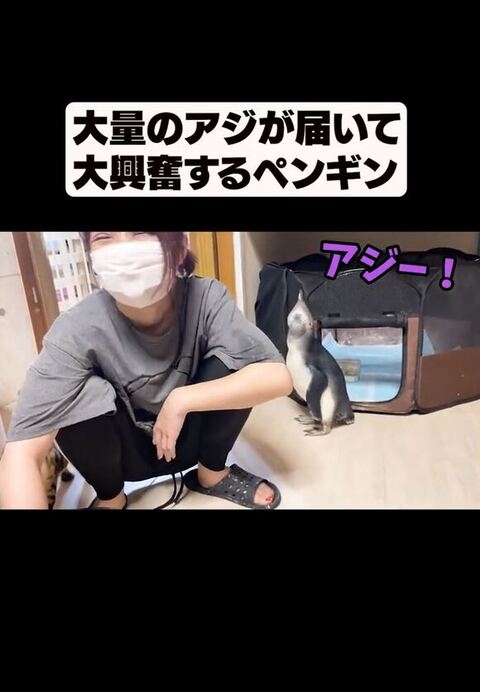 発狂するペンギン