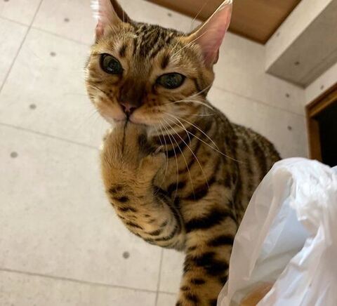 前足くわえてる猫ちゃん