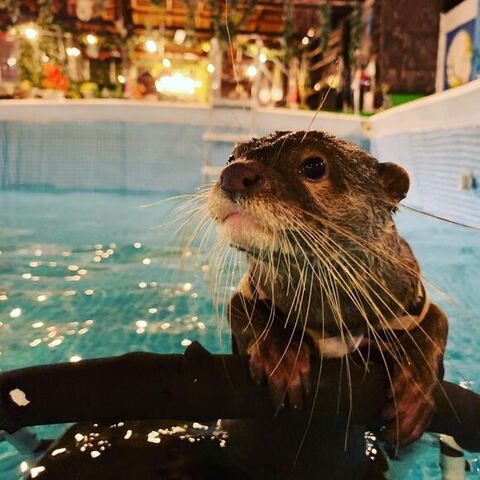 カワウソ泳いでる