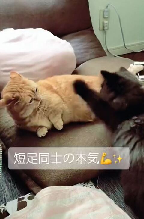 サスケくん左手挙げてる